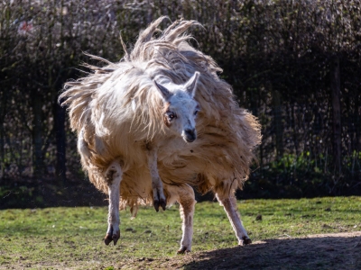 Lama - De Zonnegloed - Refuge pour animaux